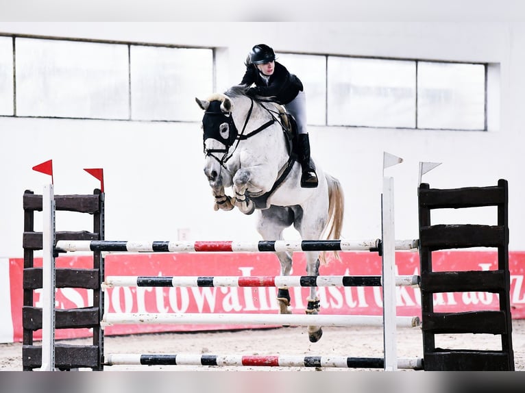 German Sport Horse Gelding 16 years 18 hh Grey-Fleabitten in Michałów Górny