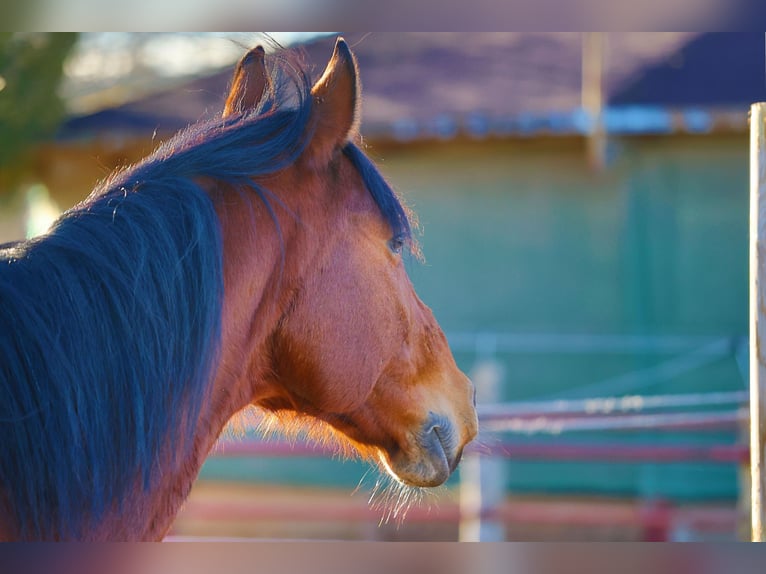 German Sport Horse Gelding 17 years 16,1 hh Brown in Bad Tölz