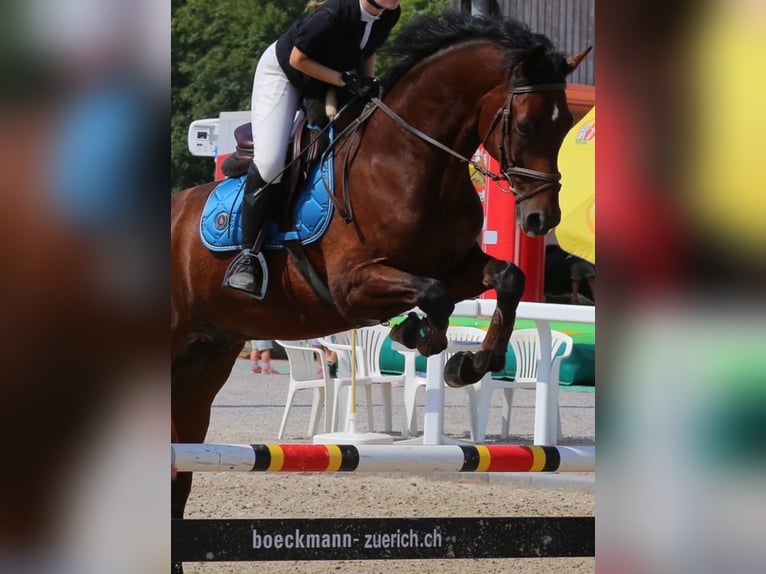 German Sport Horse Gelding 17 years 16.3 hh Brown in Thalwil