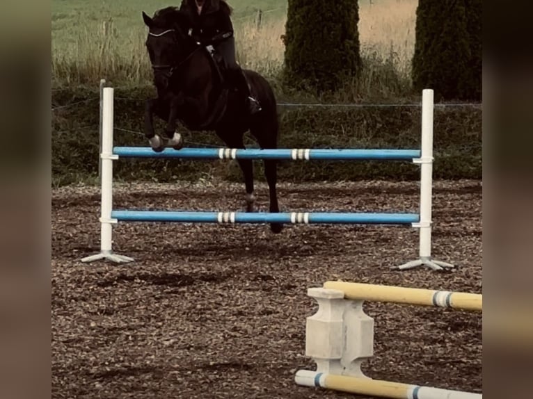 German Sport Horse Gelding 17 years 16,2 hh Black in Immenstadt im Allgäu
