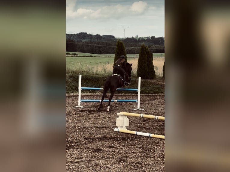 German Sport Horse Gelding 17 years 16,2 hh Black in Immenstadt im Allgäu