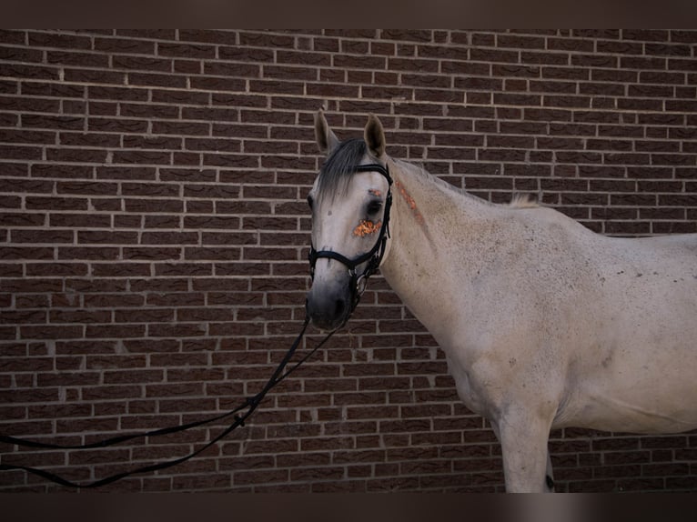 German Sport Horse Gelding 17 years 16,2 hh Gray-Dapple in Planebruch
