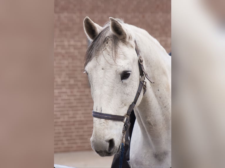 German Sport Horse Gelding 17 years 16,2 hh Gray-Dapple in Planebruch