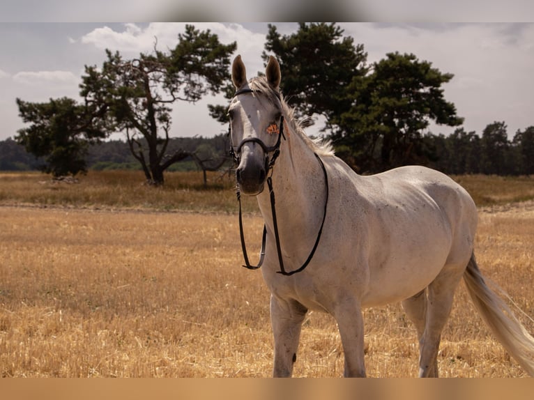 German Sport Horse Gelding 17 years 16,2 hh Gray-Dapple in Planebruch