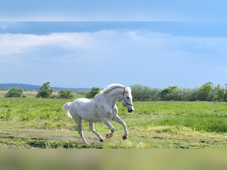 German Sport Horse Gelding 17 years 16,2 hh Gray-Fleabitten in G&#xFC;strow