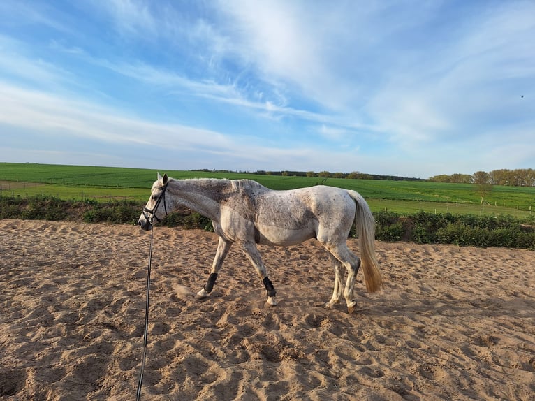 German Sport Horse Gelding 17 years 16,2 hh Gray-Fleabitten in G&#xFC;strow