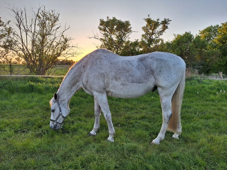 German Sport Horse Gelding 17 years 16,2 hh Gray-Fleabitten in G&#xFC;strow