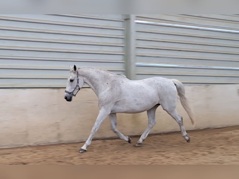 German Sport Horse Gelding 17 years 16,2 hh Gray-Fleabitten in G&#xFC;strow