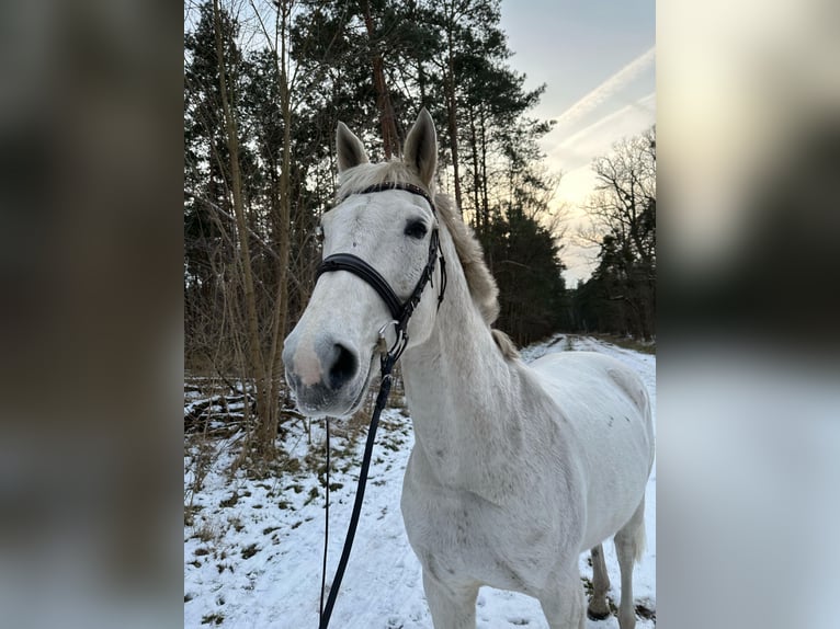 German Sport Horse Gelding 17 years 16,2 hh Grey-Fleabitten in Wahlitz