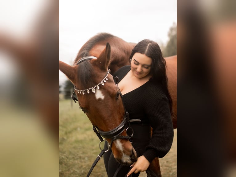 German Sport Horse Gelding 17 years 17 hh Brown in Sehmatal