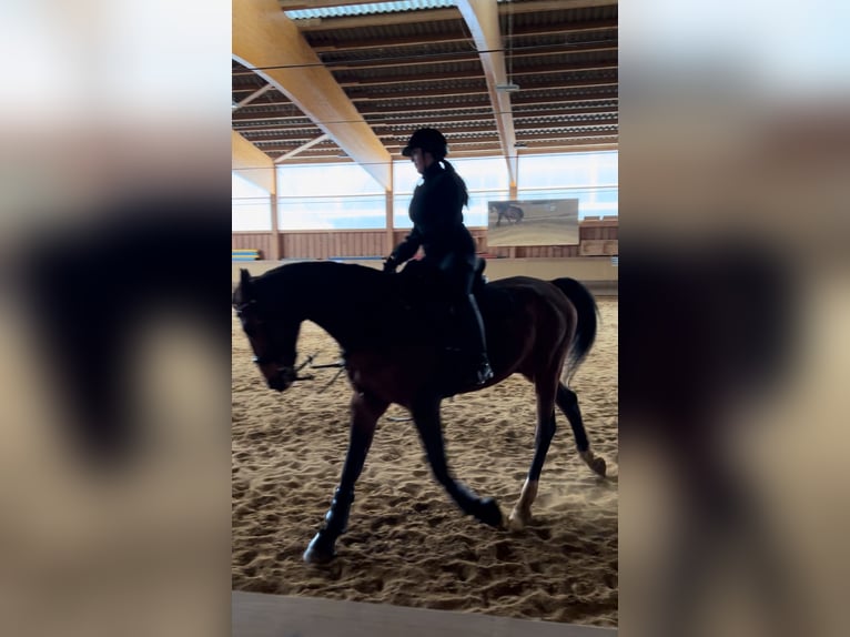 German Sport Horse Gelding 17 years 17 hh Brown in Sehmatal