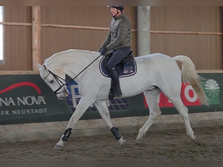 German Sport Horse Gelding 17 years 17,1 hh Grey in Schattendorf