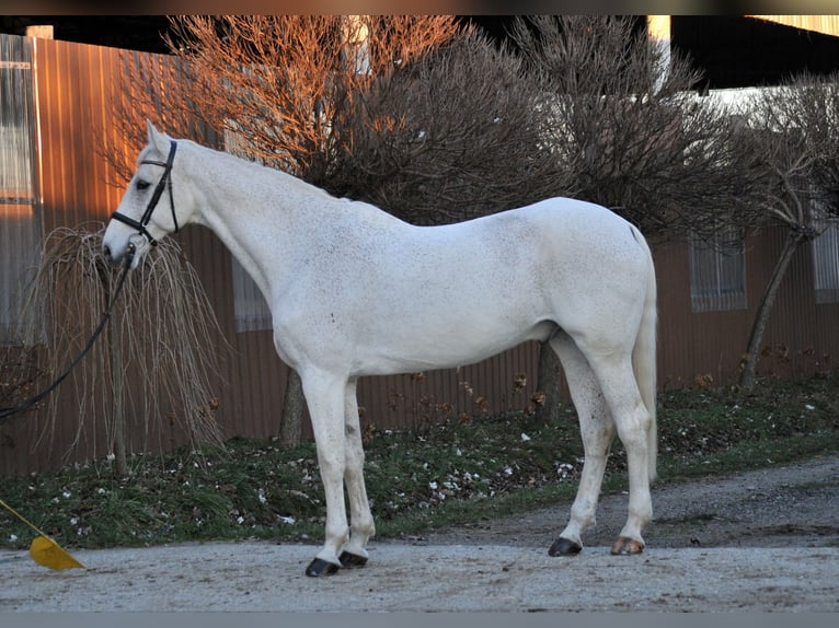 German Sport Horse Gelding 17 years 17,1 hh Grey in Schattendorf