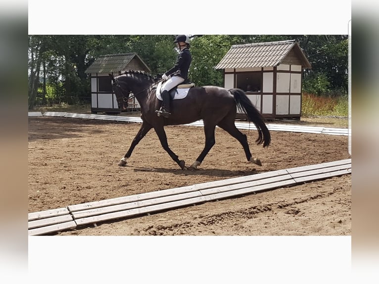 German Sport Horse Gelding 17 years Smoky-Black in Groß Pankow