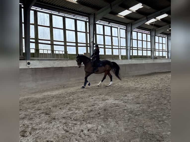 German Sport Horse Gelding 18 years 16.1 hh Brown in Ranstadt