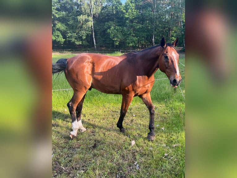 German Sport Horse Gelding 18 years 16.2 hh Brown in Gestüt Pichersee Kraussnick Gross-Wasserburg