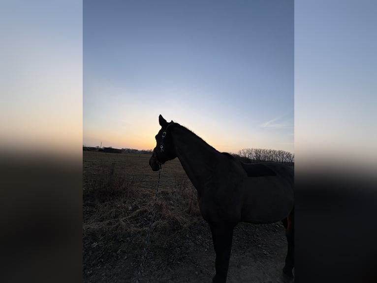 German Sport Horse Gelding 18 years 16 hh Brown in Hennigsdorf