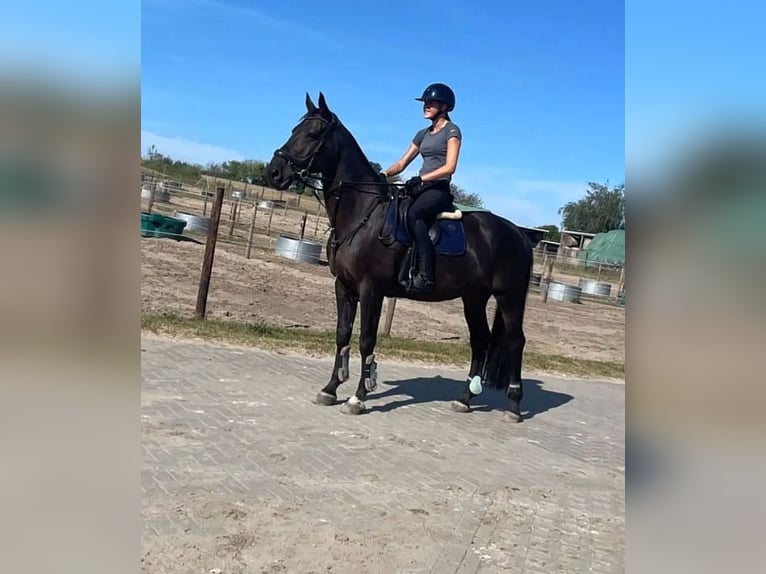 German Sport Horse Gelding 18 years 16 hh Brown in Hennigsdorf