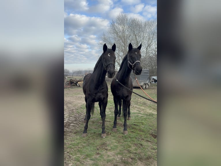 German Sport Horse Gelding 18 years 16,1 hh Black in Bácsalmás