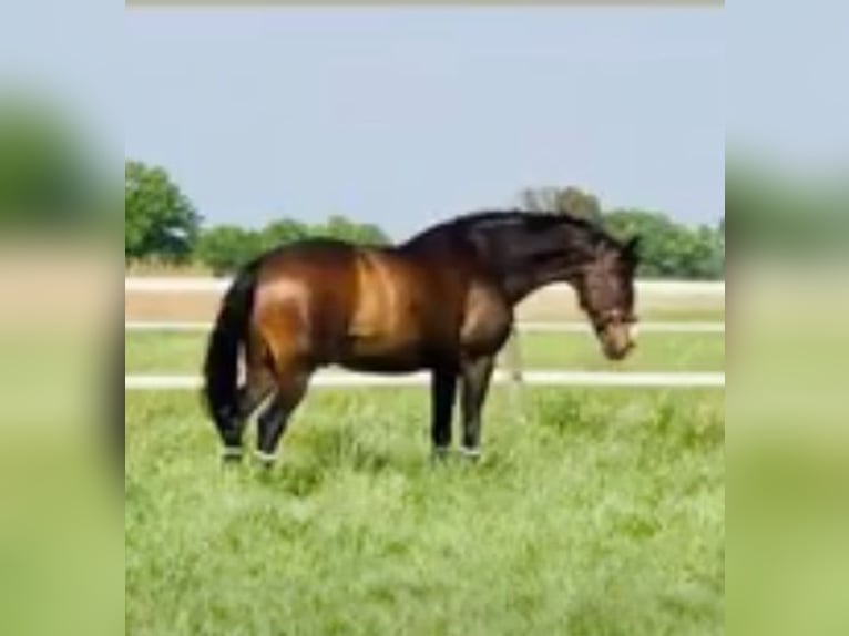 German Sport Horse Gelding 18 years 16,3 hh Brown in Neustadt Dosse German Sport Horse Gelding 18 years 16,3 hh Brown in Neustadt Dosse