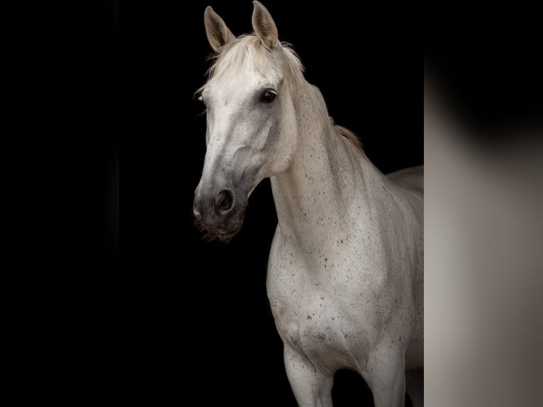 German Sport Horse Gelding 18 years 17 hh Grey-Dapple in Berlin