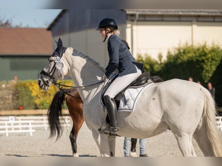 German Sport Horse Gelding 18 years 17 hh Grey-Dapple in Berlin