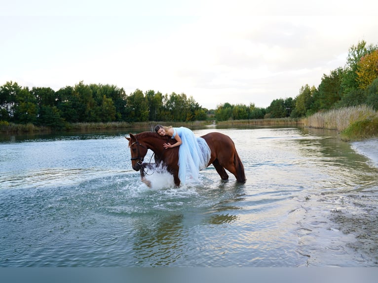 German Sport Horse Gelding 18 years 17,1 hh Chestnut-Red in Lutherstadt WittenbergLutherstadt Wittenberg