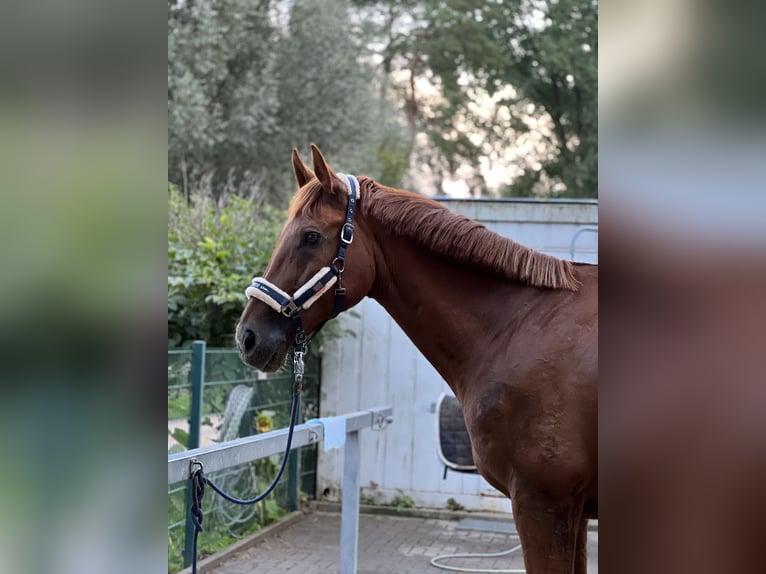 German Sport Horse Gelding 18 years 17,1 hh Chestnut-Red in Lutherstadt WittenbergLutherstadt Wittenberg