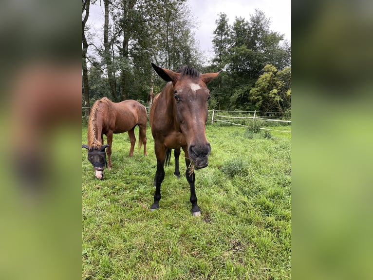 German Sport Horse Gelding 18 years 17,2 hh Bay-Dark in Oberding