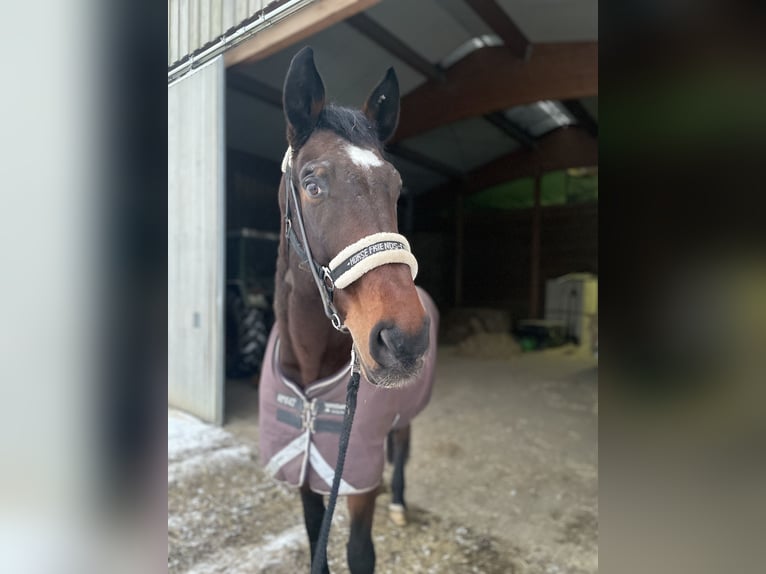 German Sport Horse Gelding 18 years 17,2 hh Bay-Dark in Oberding