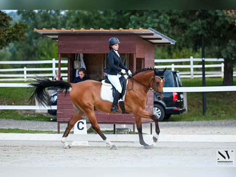 German Sport Horse Gelding 18 years  in Koper