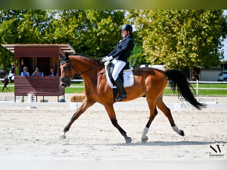 German Sport Horse Gelding 18 years  in Koper
