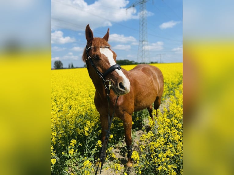 German Sport Horse Gelding 19 years 15,3 hh Chestnut-Red in Oberkrämer