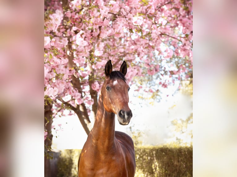 German Sport Horse Gelding 19 years 16,1 hh Brown in Salzgitter Bad