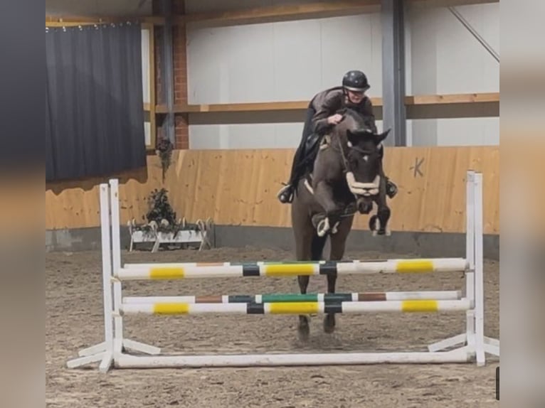 German Sport Horse Gelding 19 years 16 hh Brown in Groß Ippener German Sport Horse Gelding 19 years 16 hh Brown in Groß Ippener