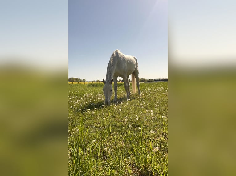 German Sport Horse Gelding 19 years 17,3 hh Gray in Dettum