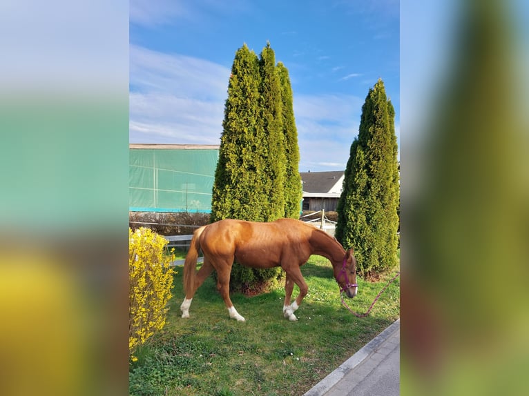 German Sport Horse Gelding 1 year 14,2 hh Chestnut-Red in Achstetten