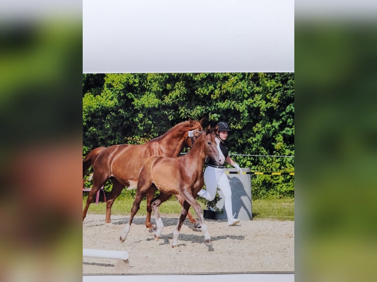 German Sport Horse Gelding 1 year 14,2 hh Chestnut-Red in Achstetten