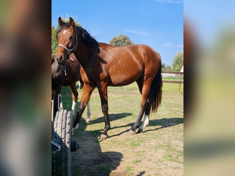German Sport Horse Gelding 1 year 15.2 hh  in Heteborn