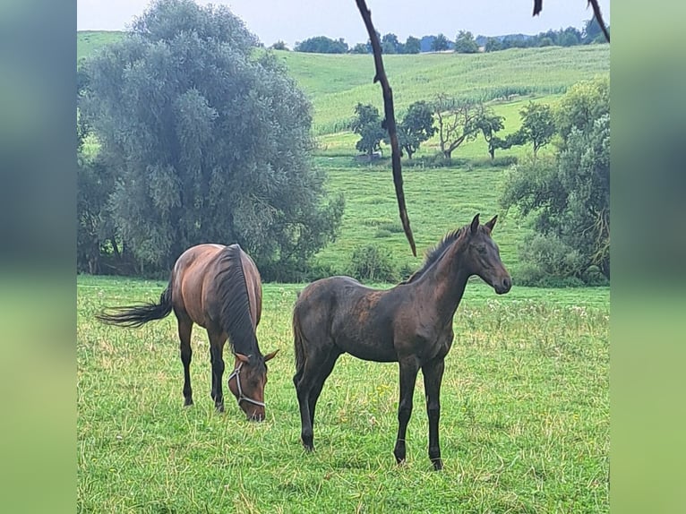 German Sport Horse Gelding 1 year 16.1 hh Bay-Dark in Misserode