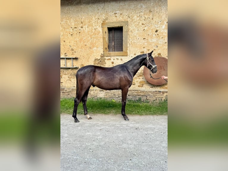 German Sport Horse Gelding 1 year 16.1 hh Black in Georgsmarienhütte