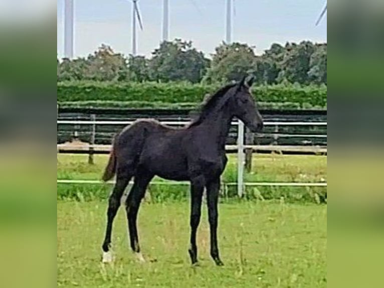 German Sport Horse Gelding 1 year Bay-Dark in Wustermark