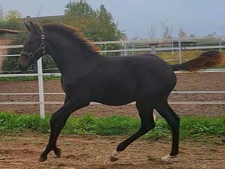 German Sport Horse Gelding 1 year Bay-Dark in Wustermark