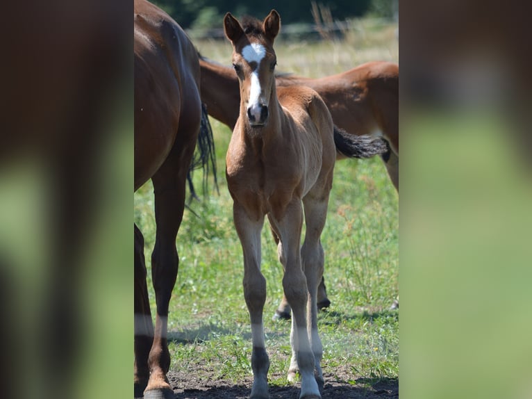 German Sport Horse Gelding 1 year Brown in Rhinow