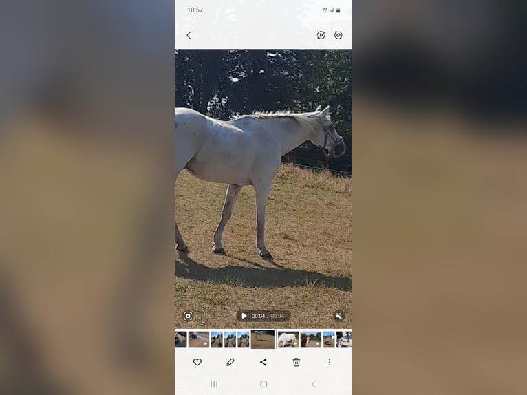 German Sport Horse Gelding 20 years 16 hh Grey in Ostrau