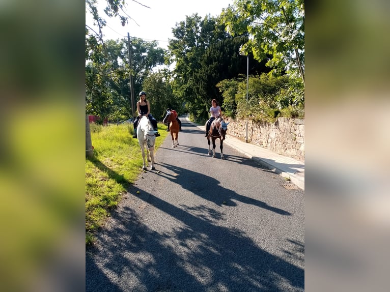 German Sport Horse Gelding 20 years 16 hh Grey in Ostrau