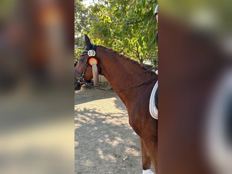 German Sport Horse Gelding 20 years 16,2 hh Chestnut-Red in Weinheim