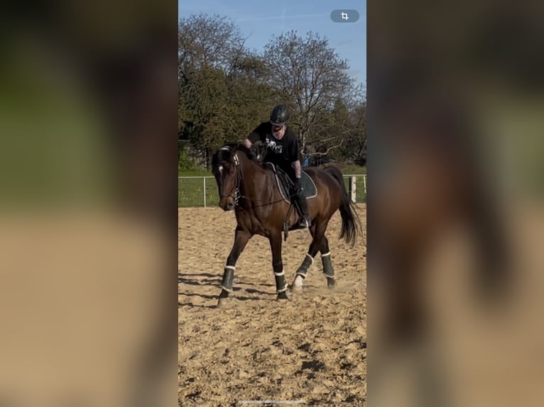 German Sport Horse Gelding 21 years 16.2 hh Brown in Radebeul