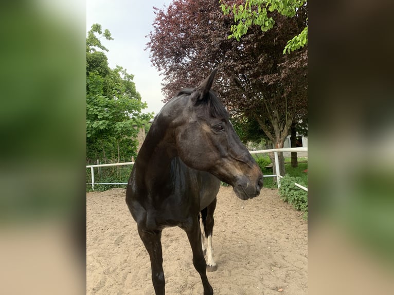 German Sport Horse Gelding 21 years 16 hh Black in Werneuchen