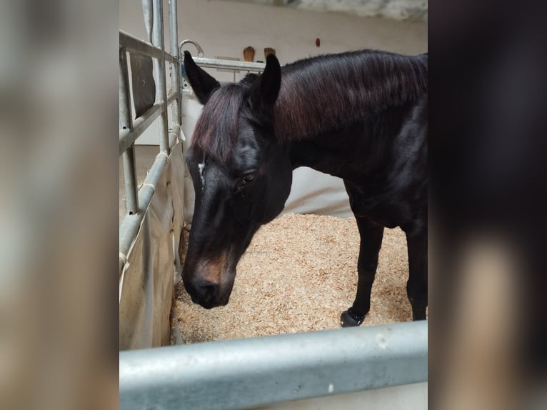 German Sport Horse Gelding 21 years 16 hh Black in Perwenitz